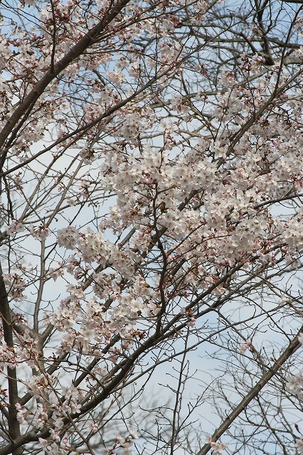さくら　市ノ池公園