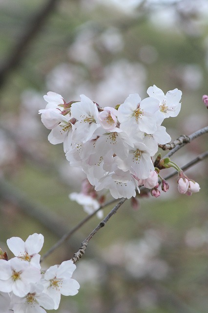 さくら　市ノ池公園　その２