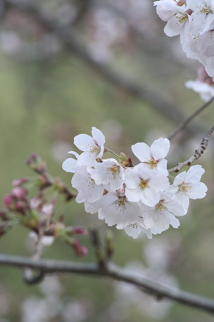 さくら　市ノ池公園　その２