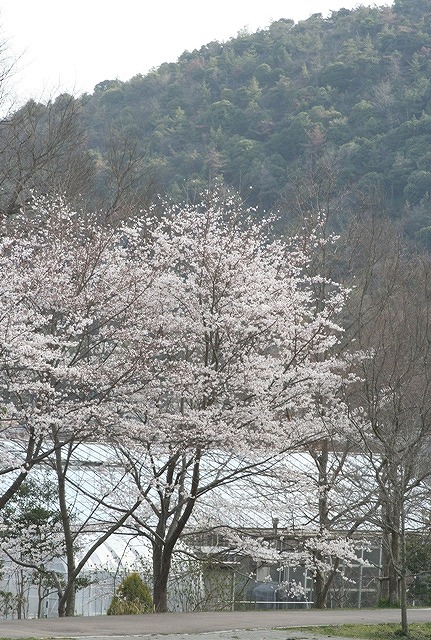 さくら　市ノ池公園