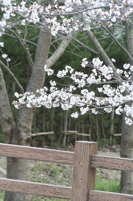 さくら　市ノ池公園