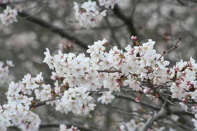 さくら　市ノ池公園