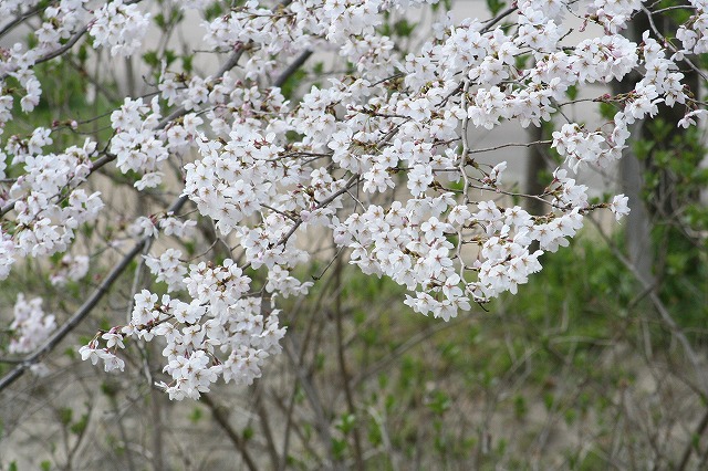 さくら　市ノ池公園