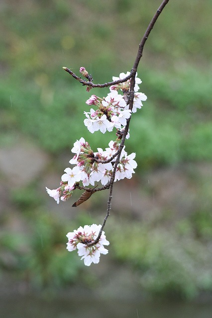 さくら　鹿嶋川沿い　その２