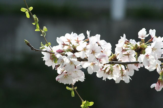 さくら　鹿嶋川沿い　その５