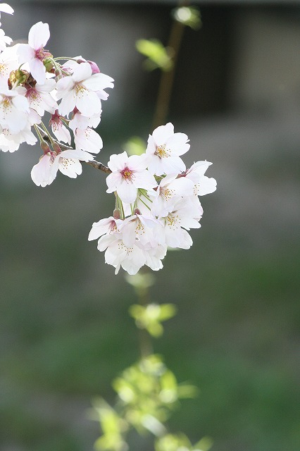 さくら　鹿嶋川沿い　その５