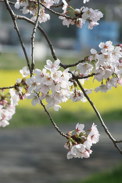 さくら　鹿嶋川沿い　その５