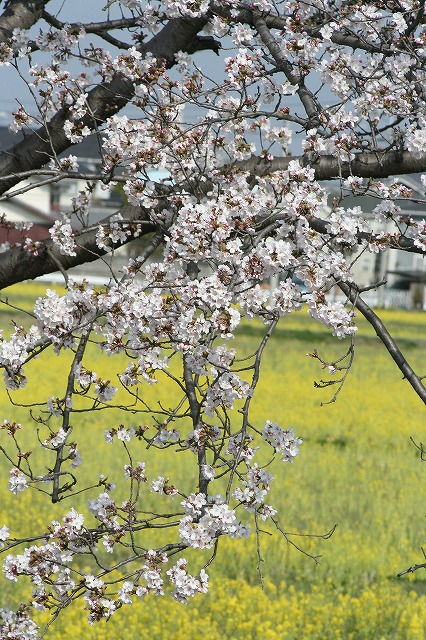 さくら　鹿嶋川沿い　その６