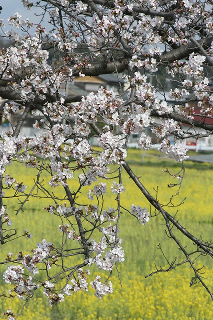 さくら　鹿嶋川沿い　その７