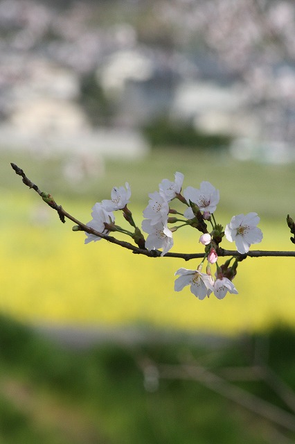 さくら　鹿嶋川沿い　その７