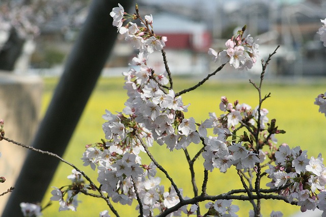 さくら　鹿嶋川沿い　その７
