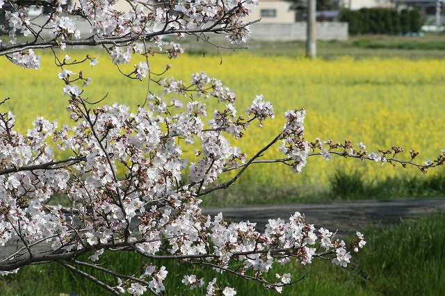さくら　鹿嶋川沿い　その７