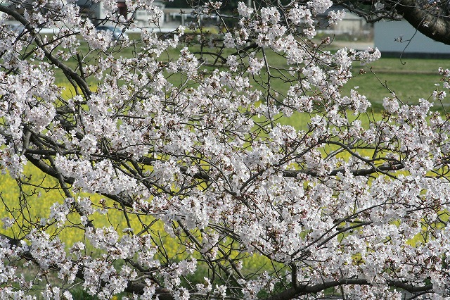 さくら　鹿嶋川沿い　その７
