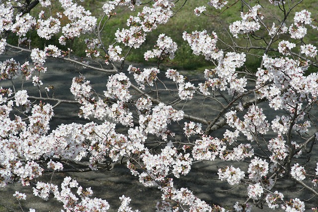さくら　鹿嶋川沿い　その７