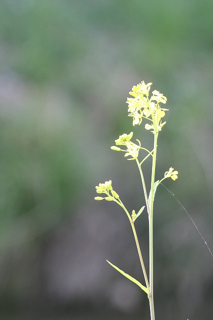 菜の花