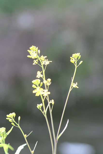 菜の花