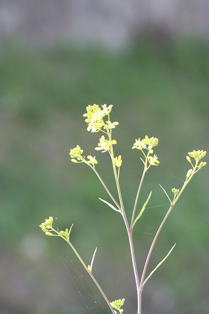 菜の花