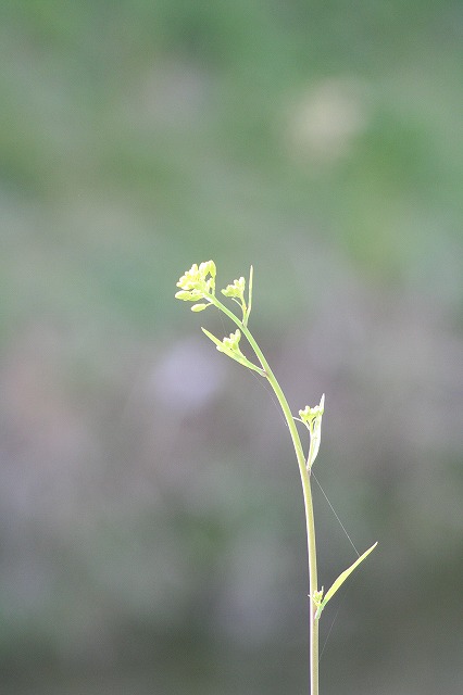 菜の花