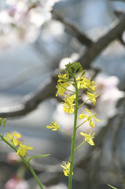 菜の花
