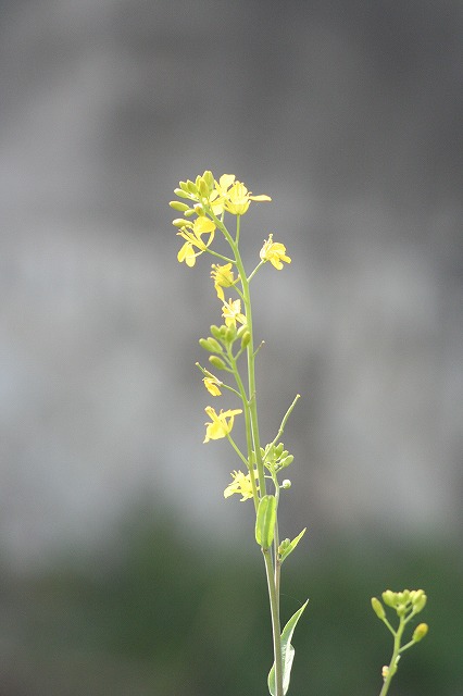 菜の花
