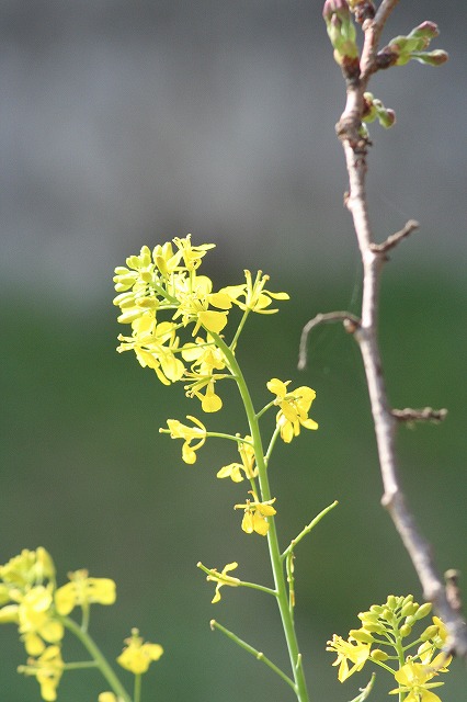 菜の花