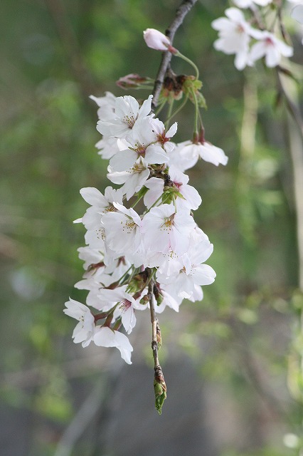 さくら　鹿嶋川沿い　その９
