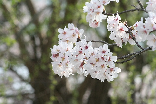 さくら　鹿嶋川沿い　その９