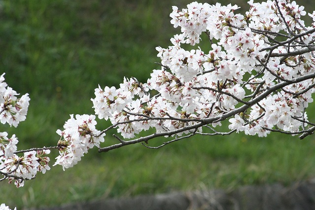 さくら　鹿嶋川沿い　その９