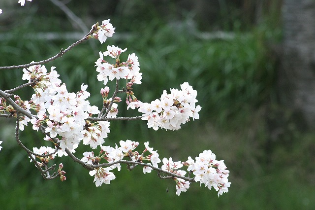 さくら　鹿嶋川沿い　その１０