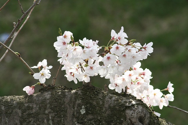 さくら　鹿嶋川沿い　その１０