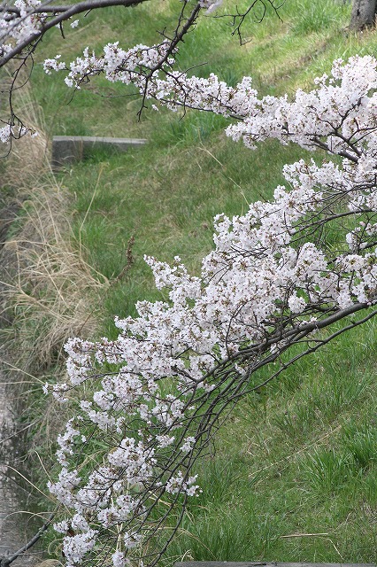 さくら　鹿嶋川沿い　その１０