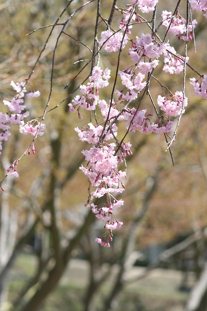 枝垂れざくら　その３