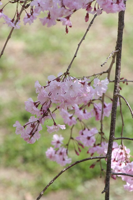 枝垂れざくら　その４