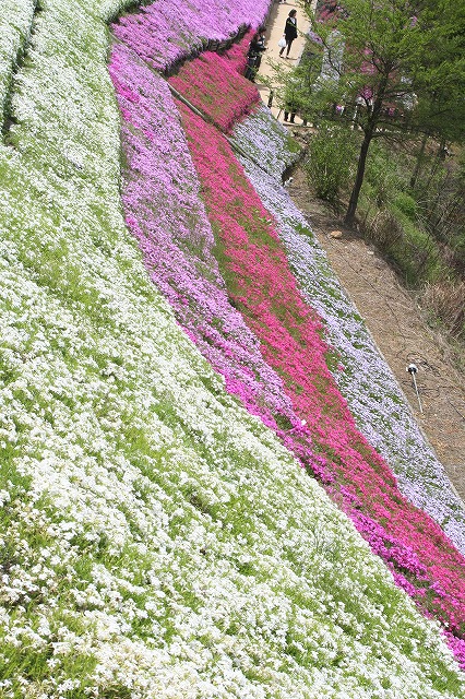 シバザクラ　ヤマサ蒲鉾