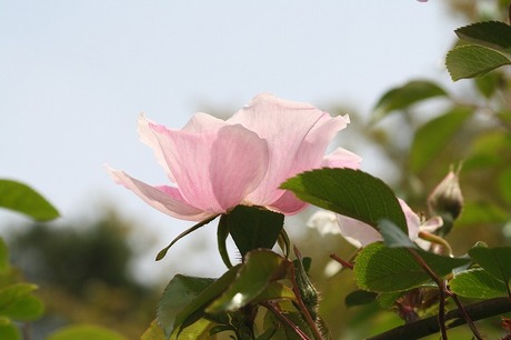 薔薇　５６６９