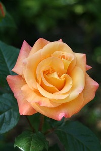 薔薇　６４４０