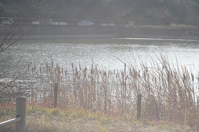 市ノ池公園