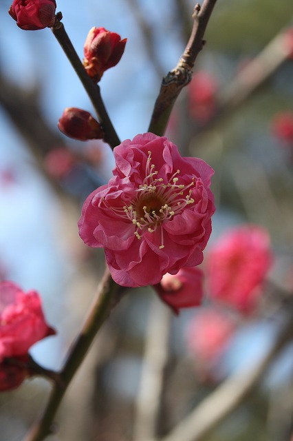 高砂市曽根天満宮の梅