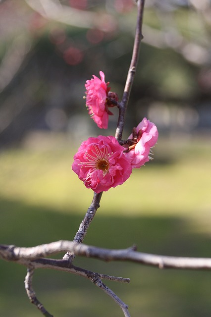 高砂市曽根天満宮の梅