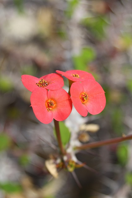温室の花　ハナキリン