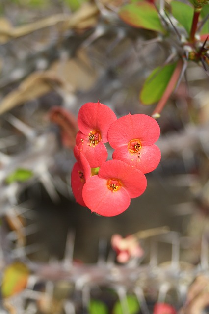 温室の花　ハナキリン
