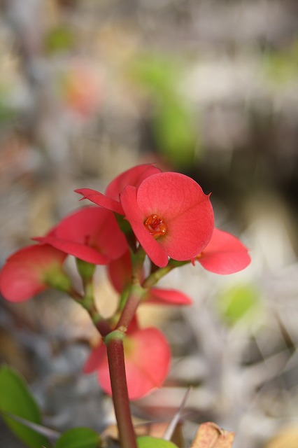 温室の花　ハナキリン