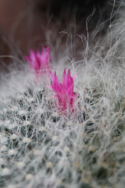 温室の花　サボテン