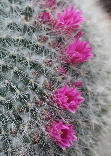 温室の花　サボテン