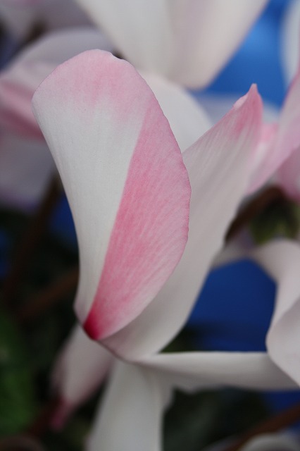 温室の花　シクラメン