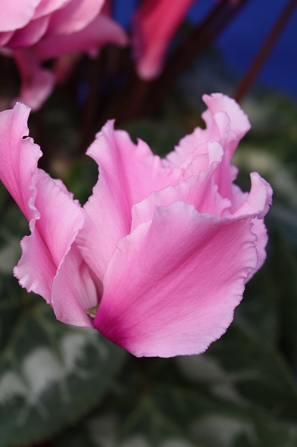 温室の花　シクラメン