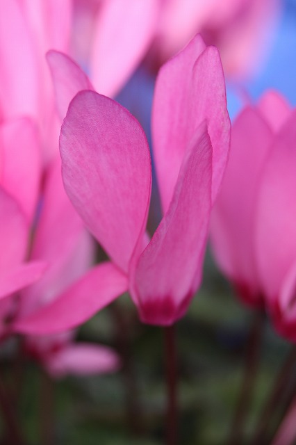 温室の花　シクラメン