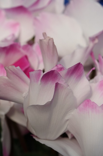 温室の花　シクラメン