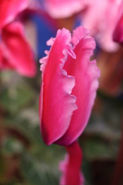 温室の花　シクラメン