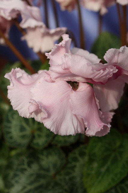 温室の花　シクラメン